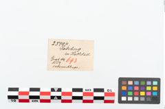 Etikett zu Eisengriffdornmesser (NHMW-PRAE-025794)